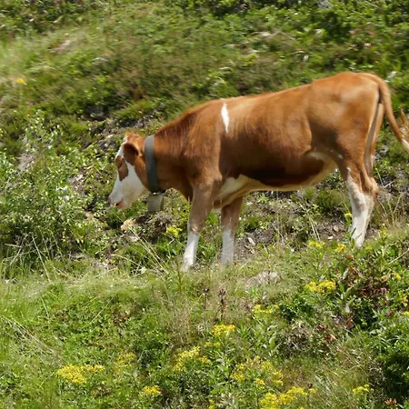 Sonnenlicht * Schruns