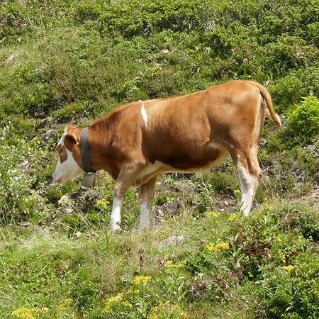 Sonnenlicht Apartamento Schruns